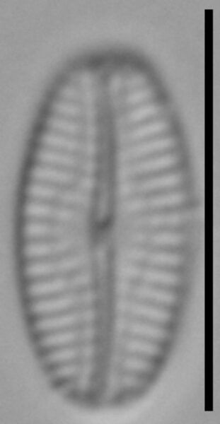 Pseudofallacia monoculata LM3