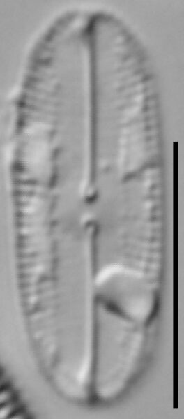 Fallacia subhamulata LM1