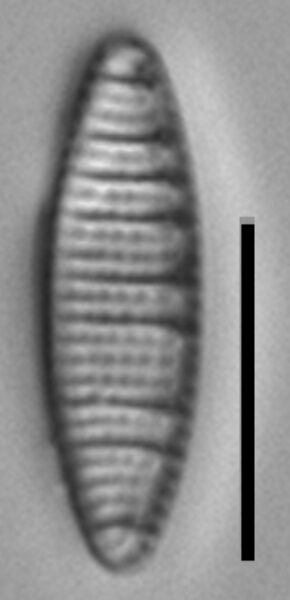 Nitzschia semirobusta LM2