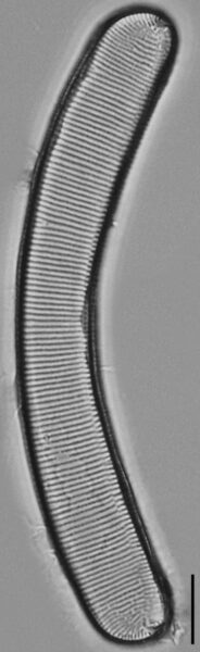 Eunotia pseudoparallela LM4