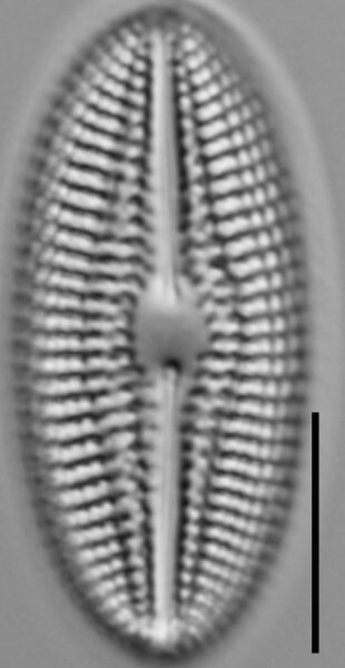 Diploneis abscondita LM3