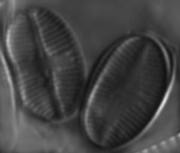 Psammothidium subatomoides LM8