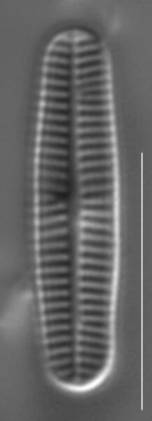 Rossithidium pusillum LM6