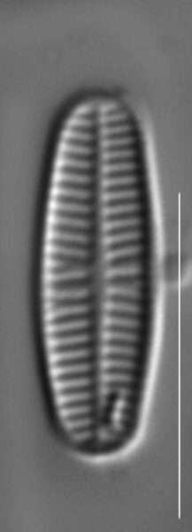 Rossithidium pusillum LM12