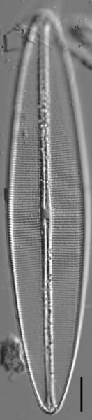 Craticula coloradensis LM2