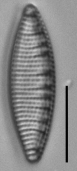 Nitzschia semirobusta LM3