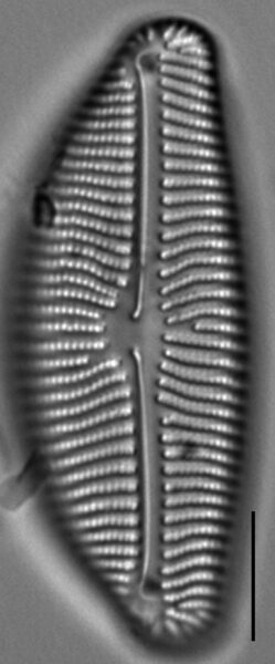 Encyonema leibleinii LM1