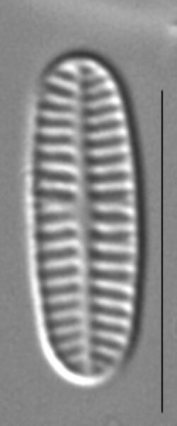 Rossithidium nodosum LM2