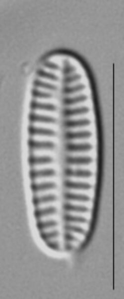 Rossithidium nodosum LM4