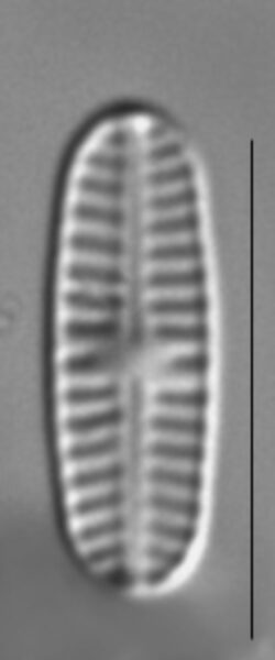 Rossithidium nodosum LM6