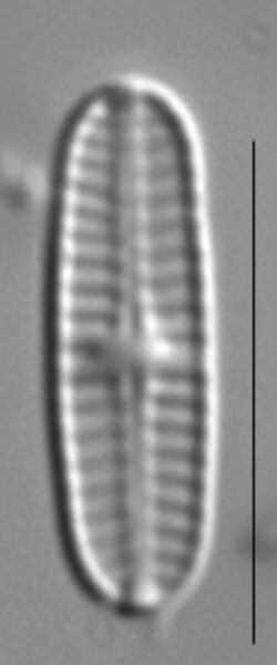 Rossithidium nodosum LM8