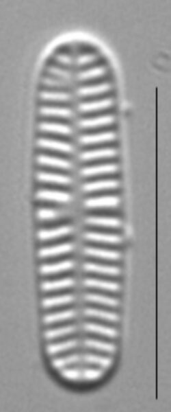 Rossithidium nodosum LM10