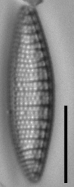 Nitzschia semirobusta LM4