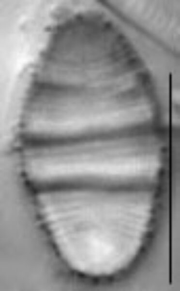 Odontidium mesodon LM3