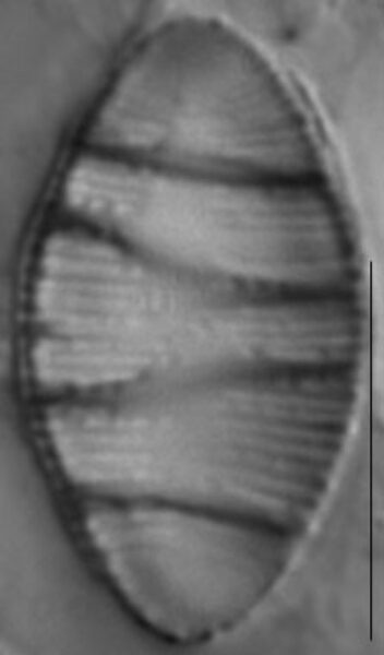 Odontidium mesodon LM6