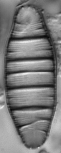 Odontidium mesodon LM7