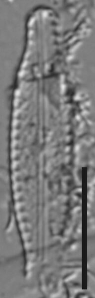 Pulchellophycus schwabei LM2