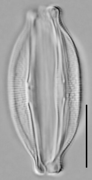 Halamphora oligotraphenta LM6