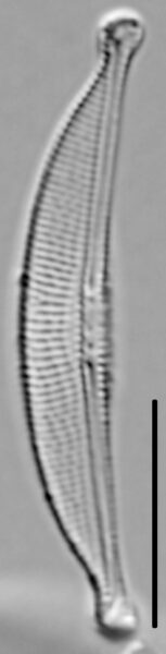 Halamphora oligotraphenta LM7