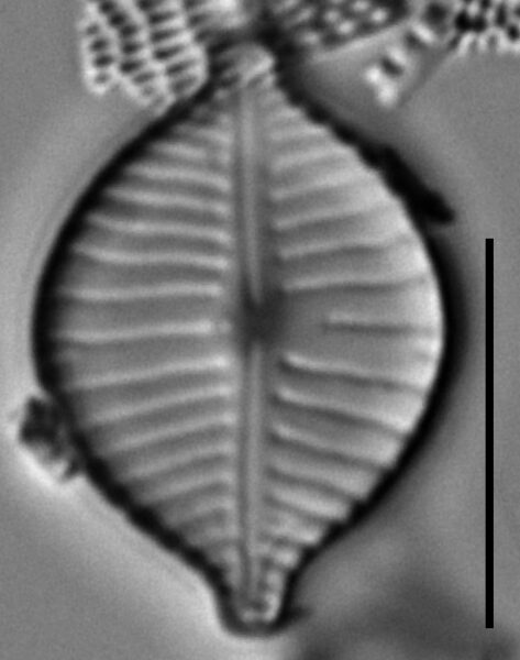 Gomphonema montezumense LM2