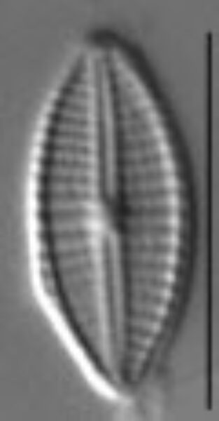 Craticula subminuscula LM2