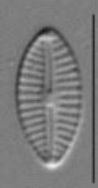 Craticula subminuscula LM4