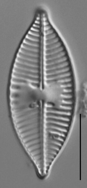 Planothidium lanceolatoide LM2