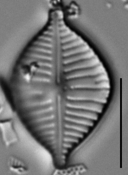 Gomphonema montezumense LM3