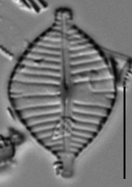 Gomphonema montezumense LM4