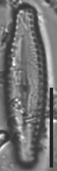 Pulchellophycus schwabei LM7