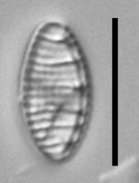 Nitzschia semirobusta LM5