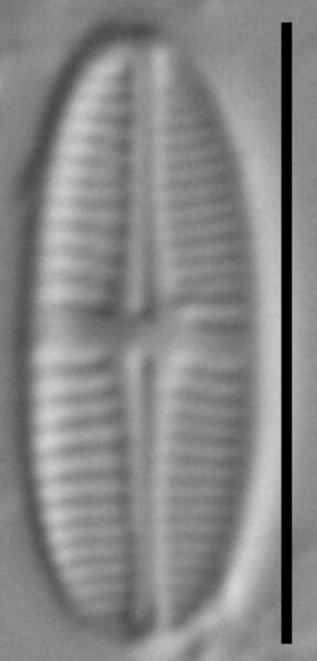 Achnanthidium delmontii LM5