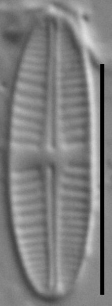 Achnanthidium delmontii LM3