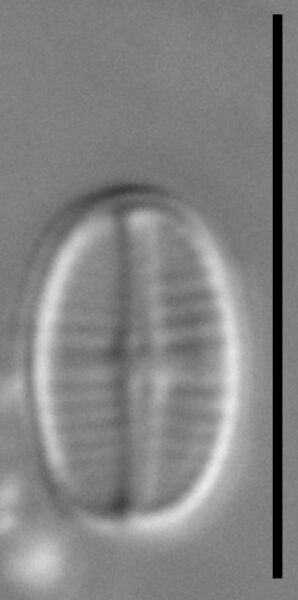 Achnanthidium delmontii LM7