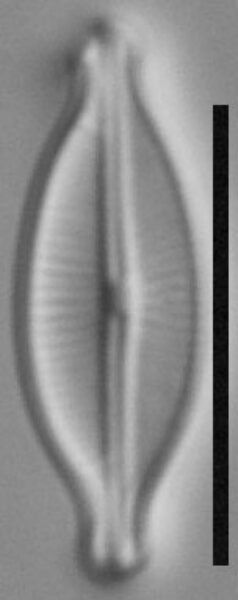 Adlafia multnomahii LM4