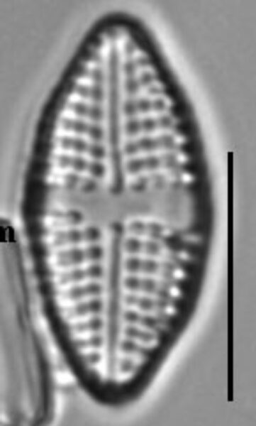 Achnanthes felinophila LM5