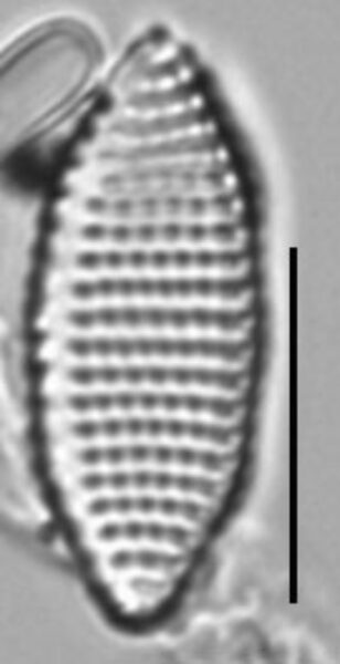 Achnanthes felinophila LM7