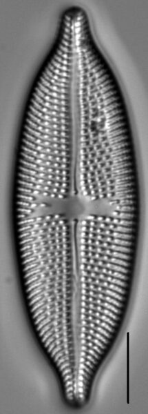 Aneumastus rostratus LM2