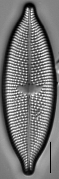 Aneumastus rostratus LM3