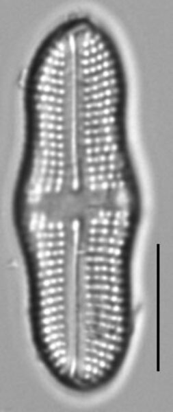 Achnanthes tumescens LM3