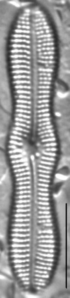 Boreozonacola hustedtii LM1