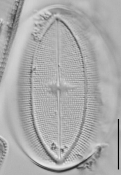 Cocconeis klamathensis LM6