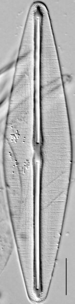 Frustulia rexii LM4