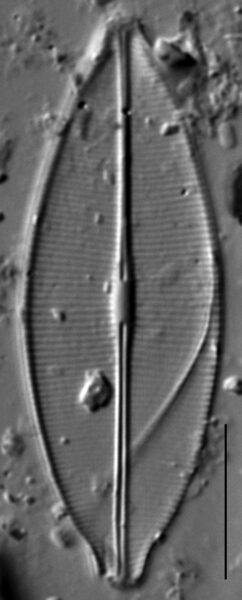 Craticula accomodiformis LM1