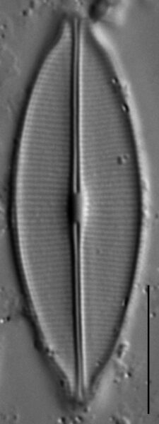 Craticula accomodiformis LM7