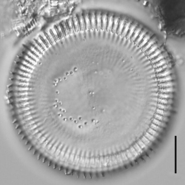 Cyclotella quillensis LM3