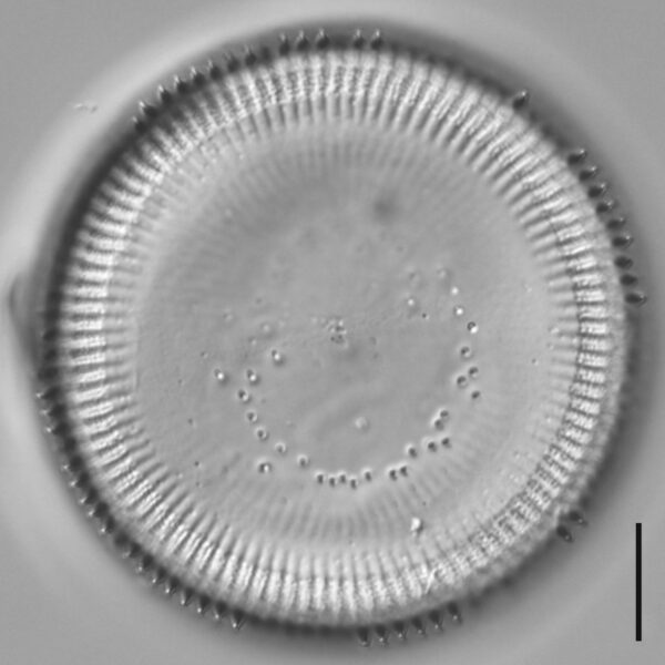 Cyclotella quillensis LM5