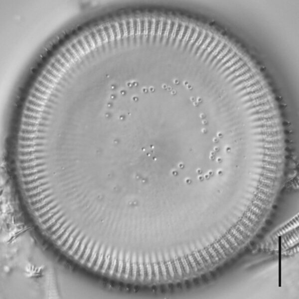 Cyclotella quillensis LM7