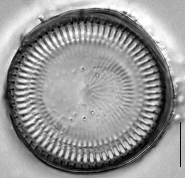 Cyclotella quillensis LM2