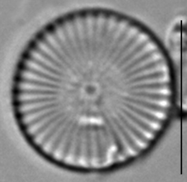 Cytholiformis 6